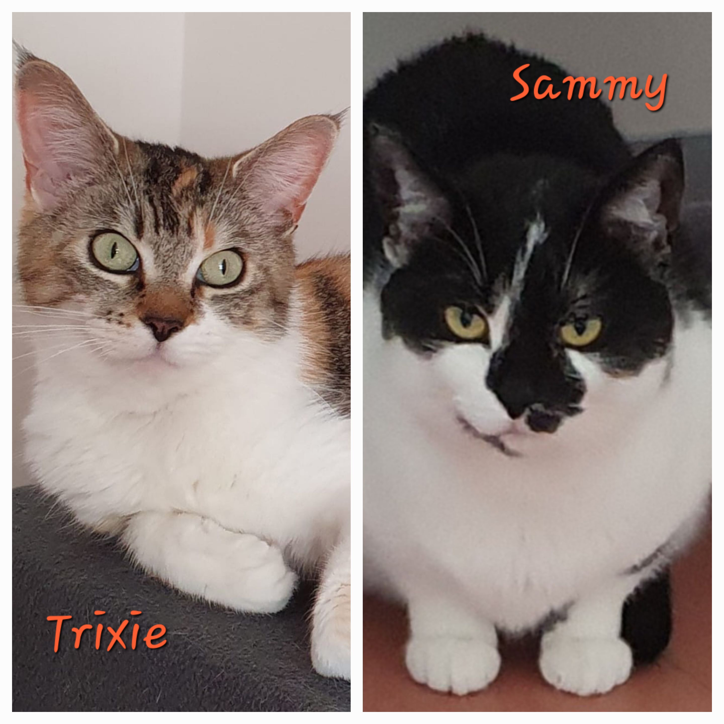 Trixie & Sammy